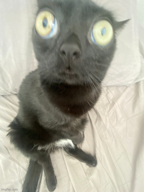 Face reveal | made w/ Imgflip meme maker