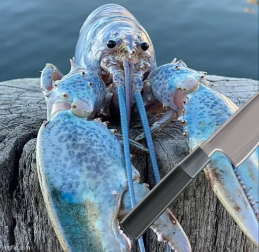 The Blue Lobster | image tagged in the blue lobster | made w/ Imgflip meme maker