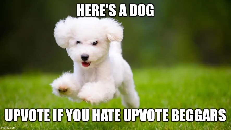 Upvote beggars are the worst | HERE'S A DOG; UPVOTE IF YOU HATE UPVOTE BEGGARS | image tagged in memes,dog,upvote | made w/ Imgflip meme maker