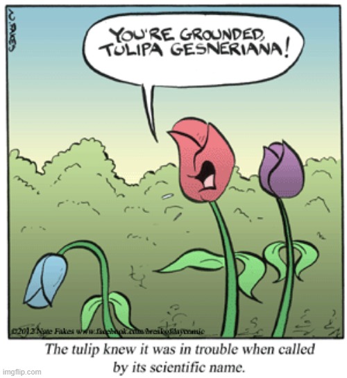 image tagged in flowers,tulips,grounded | made w/ Imgflip meme maker