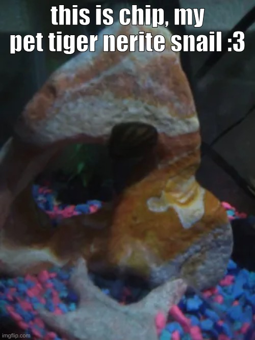 this is chip, my pet tiger nerite snail :3 | made w/ Imgflip meme maker