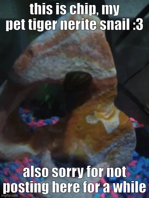 this is chip, my pet tiger nerite snail :3; also sorry for not posting here for a while | made w/ Imgflip meme maker
