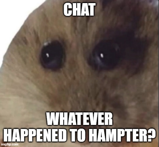 Hampter | CHAT; WHATEVER HAPPENED TO HAMPTER? | image tagged in hampter | made w/ Imgflip meme maker