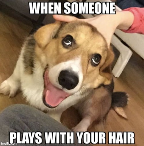 weird look when TOUCH | image tagged in dog | made w/ Imgflip meme maker