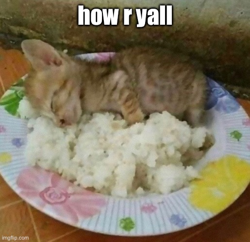 the meal | how r yall | image tagged in the meal | made w/ Imgflip meme maker