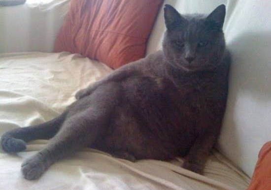 Cat 2 Blank Meme Template