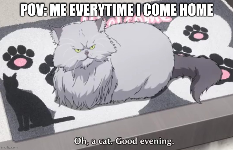 i'm a cat person | POV: ME EVERYTIME I COME HOME | image tagged in oh a cat,anime,tokyo ghoul,cats,kitty,cute cat | made w/ Imgflip meme maker