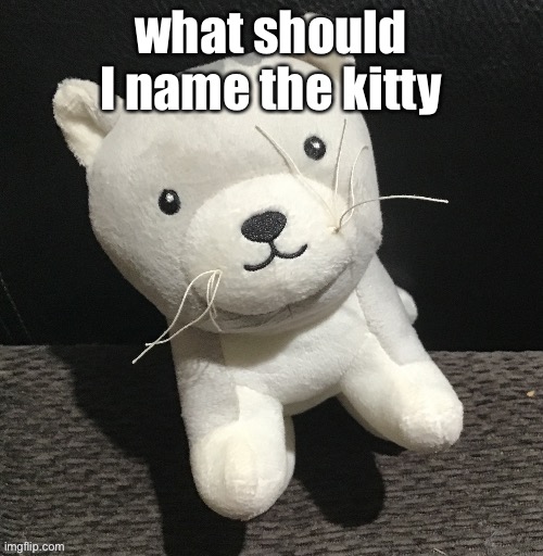 what should I name the kitty | made w/ Imgflip meme maker