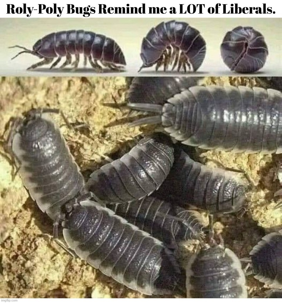 Roly-Poly Bugs Remind me a LOT of Liberals. | image tagged in roly poly bugs,oniscidae,bottom feeders,bottom dwellers,lowlife,liberals | made w/ Imgflip meme maker