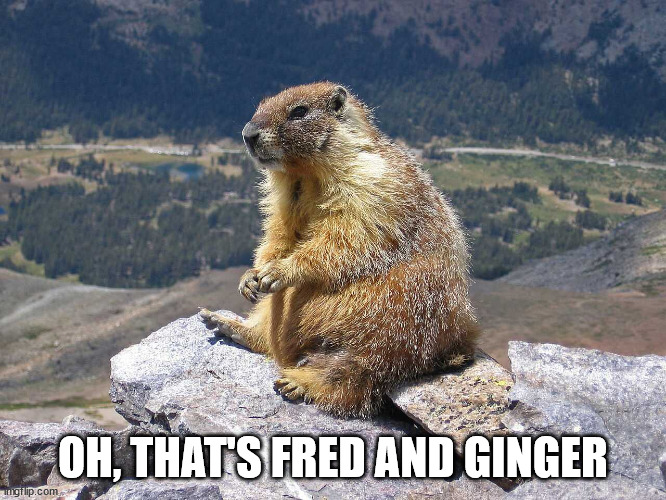 marmotsitting | OH, THAT'S FRED AND GINGER | image tagged in marmotsitting | made w/ Imgflip meme maker