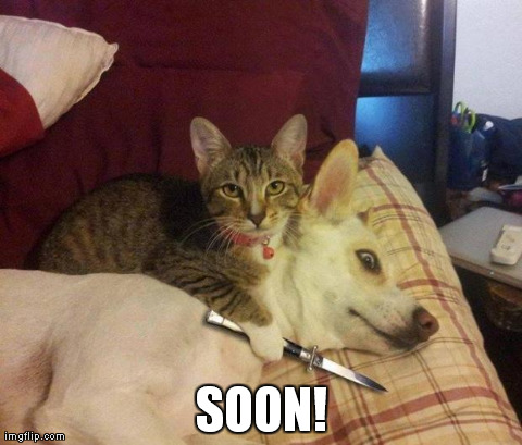 SOON! | image tagged in soon kitty | made w/ Imgflip meme maker