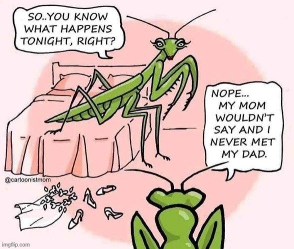 Mantis | image tagged in prey | made w/ Imgflip meme maker