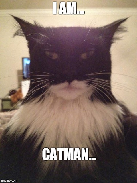 I AM... CATMAN... | image tagged in i am catman | made w/ Imgflip meme maker