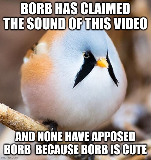 BORB HAS CLAIMED THE SOUND OF THIS VIDEO AND NONE HAVE APPOSED BORB  BECAUSE BORB IS CUTE | image tagged in mmmmm borb | made w/ Imgflip meme maker