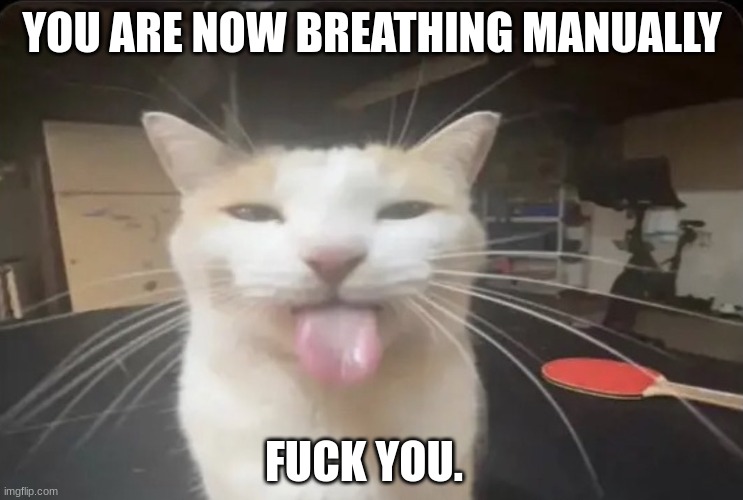 silly | YOU ARE NOW BREATHING MANUALLY; FUCK YOU. | image tagged in blehh cat | made w/ Imgflip meme maker