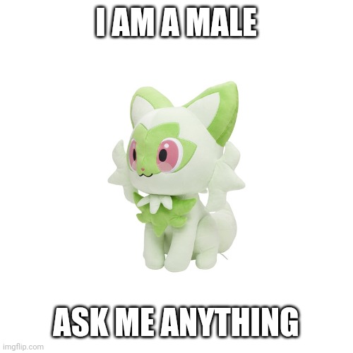 Sprigatito Plush | I AM A MALE; ASK ME ANYTHING | image tagged in sprigatito plush | made w/ Imgflip meme maker