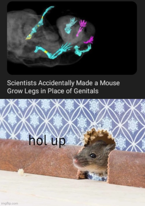 Mouse legs | image tagged in hol up mouse,science,memss,mouse,legs,genitals | made w/ Imgflip meme maker