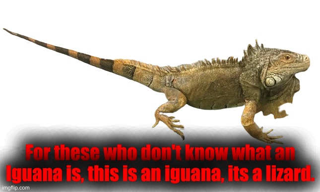 Iguana | For these who don't know what an Iguana is, this is an iguana, its a lizard. | image tagged in iguana | made w/ Imgflip meme maker