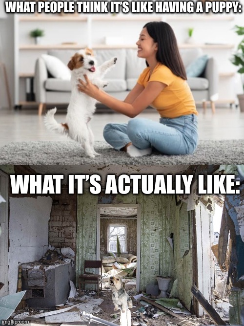 I swear, puppies may as well be weapons of the destruction for the military, gosh | WHAT PEOPLE THINK IT’S LIKE HAVING A PUPPY:; WHAT IT’S ACTUALLY LIKE: | image tagged in destroyed interior | made w/ Imgflip meme maker