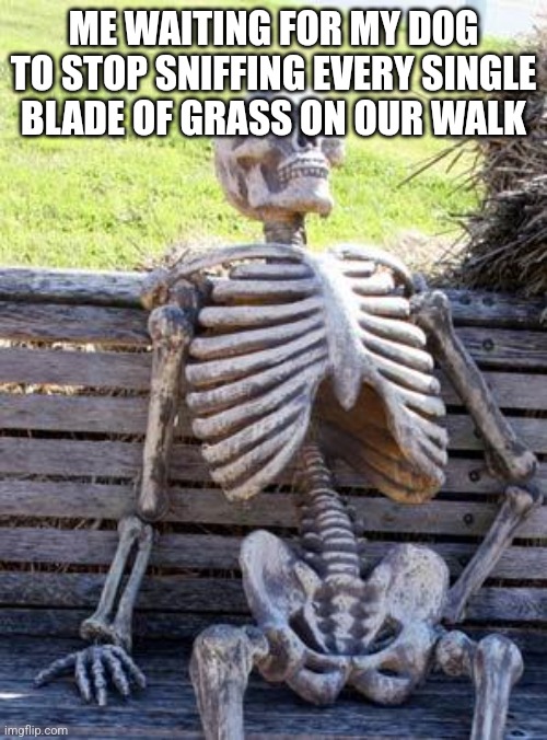 Ai generated meme | ME WAITING FOR MY DOG TO STOP SNIFFING EVERY SINGLE BLADE OF GRASS ON OUR WALK | image tagged in memes,waiting skeleton,ai generated | made w/ Imgflip meme maker