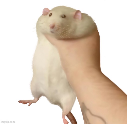 Rat Hand | image tagged in rat hand | made w/ Imgflip meme maker