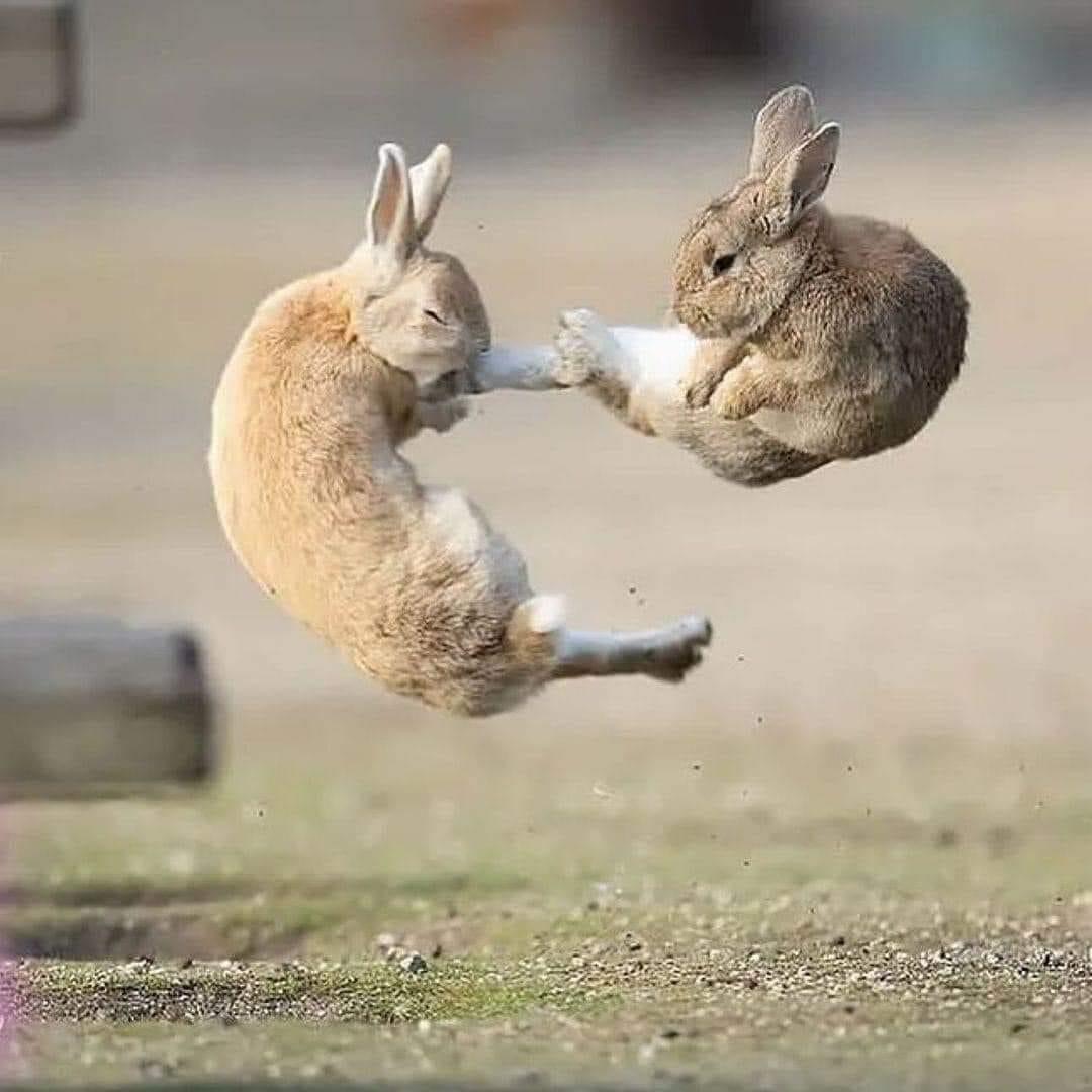 Kung Fu Bunnies Blank Meme Template