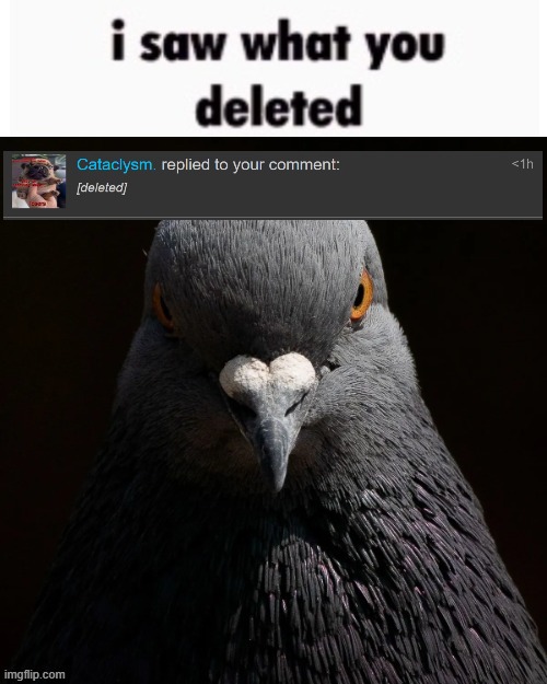 the pigon saw what you deleted | image tagged in the pigon saw what you deleted | made w/ Imgflip meme maker