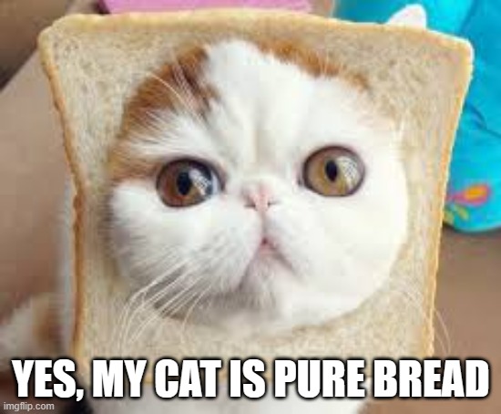 memes by Brad - my cat is pure bread - humor | YES, MY CAT IS PURE BREAD | image tagged in cats,funny,funny cat memes,cute kitten,humor,kitten | made w/ Imgflip meme maker