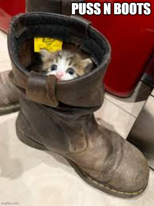 memes by Brad - cat in a boot | PUSS N BOOTS | image tagged in cats,funny,funny cat memes,cute kitten,humor,kitten | made w/ Imgflip meme maker