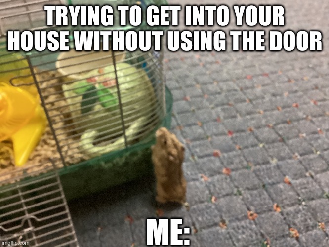 House | TRYING TO GET INTO YOUR HOUSE WITHOUT USING THE DOOR; ME: | image tagged in house | made w/ Imgflip meme maker