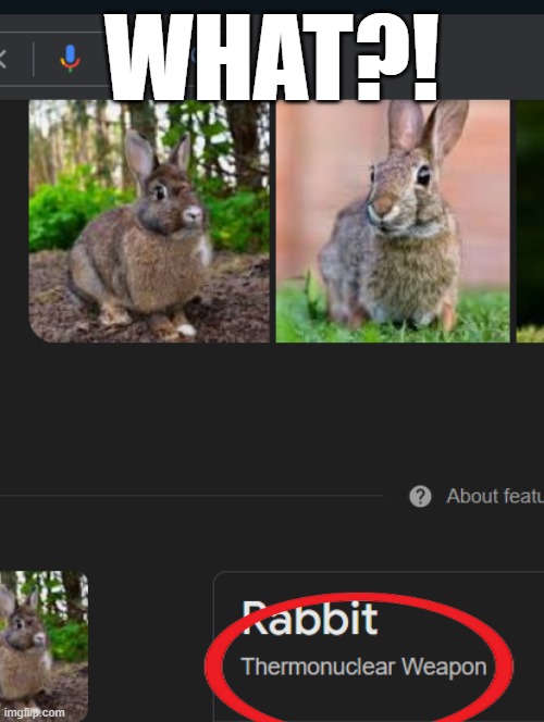 PREPARE FOR NUCLEAR ATTACK!! | WHAT?! | image tagged in rabbit,funny | made w/ Imgflip meme maker