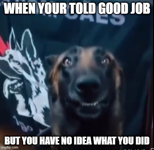 Happy police dog | WHEN YOUR TOLD GOOD JOB; BUT YOU HAVE NO IDEA WHAT YOU DID | image tagged in happy police dog | made w/ Imgflip meme maker