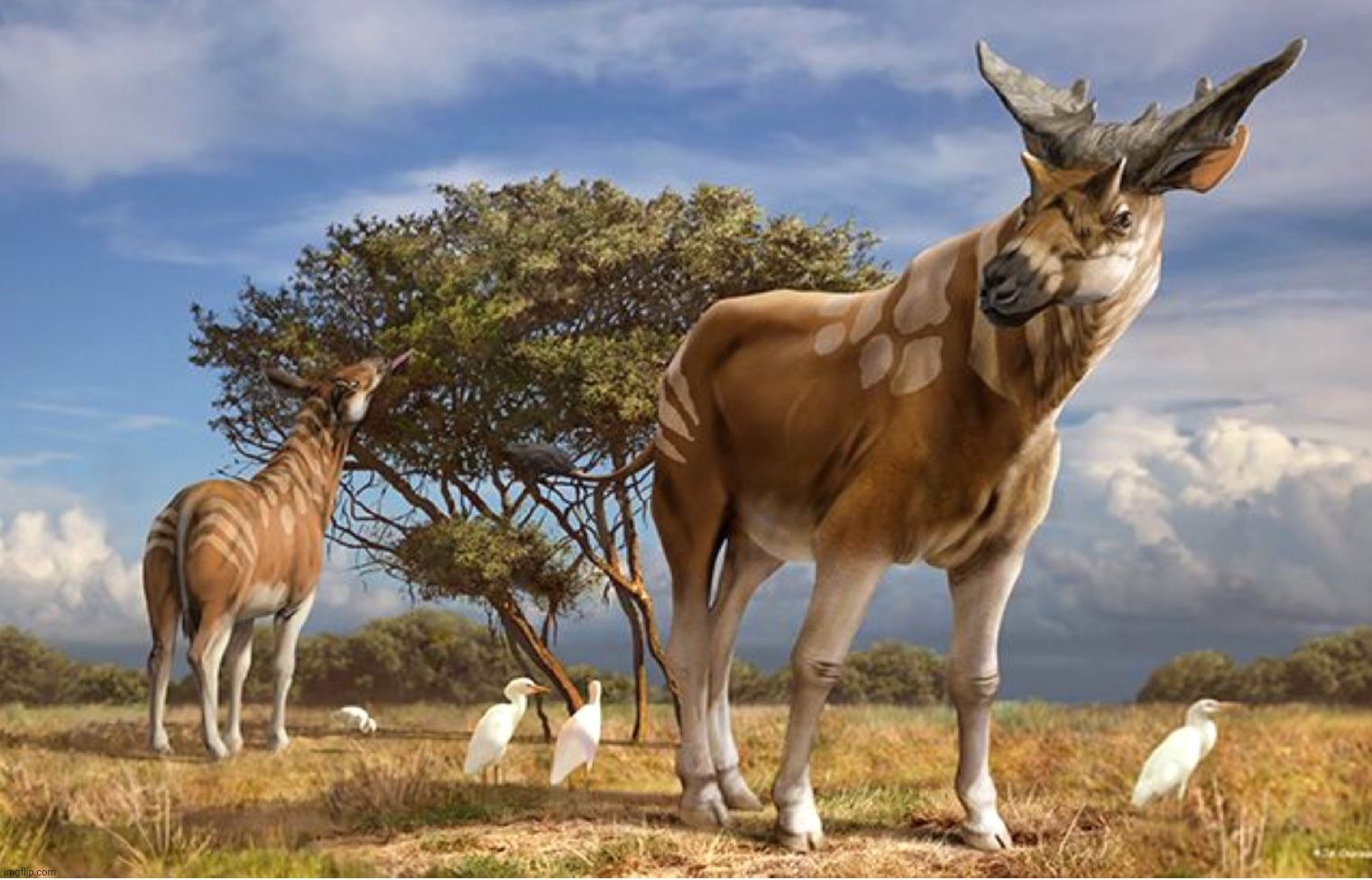 Sivatherium, giraffe relative that may have been the largest ruminant ever. | image tagged in sivatherium,giraffe,prehistoric | made w/ Imgflip meme maker