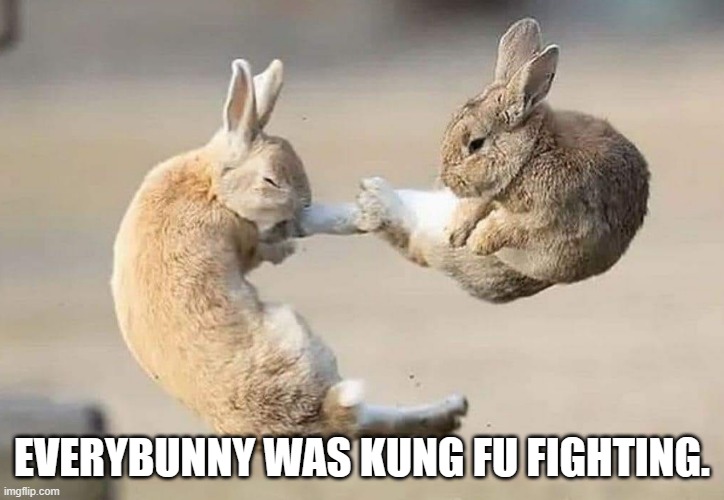 Bunnies | EVERYBUNNY WAS KUNG FU FIGHTING. | image tagged in kung fu,puns,bad pun | made w/ Imgflip meme maker