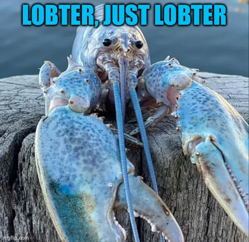 The Blue Lobster | LOBTER, JUST LOBTER | image tagged in the blue lobster | made w/ Imgflip meme maker