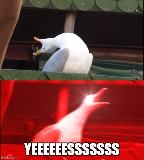 screaming seagull | YEEEEEESSSSSSS | image tagged in screaming seagull | made w/ Imgflip meme maker