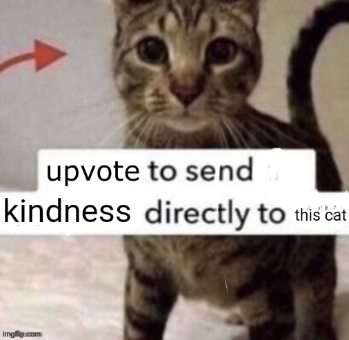 Upvote to send kindness directly to this cat | image tagged in upvote to send kindness directly to this cat | made w/ Imgflip meme maker