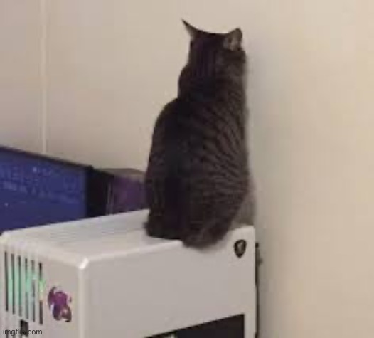 My blind cat likes looking out windows | made w/ Imgflip meme maker