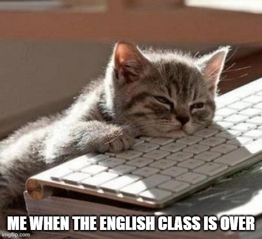 tired cat | ME WHEN THE ENGLISH CLASS IS OVER | image tagged in tired cat | made w/ Imgflip meme maker