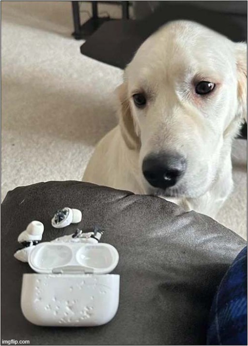 I Did That And Have No Regrets ! | image tagged in dogs,earplugs,destruction,no regrets | made w/ Imgflip meme maker