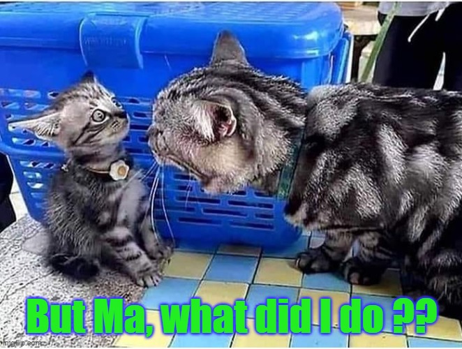 But ma.... | But Ma, what did I do ?? | image tagged in pet humor,pets | made w/ Imgflip meme maker