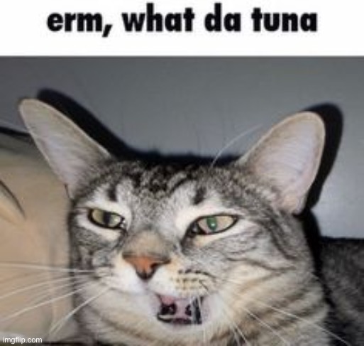 erm what da tuna | image tagged in erm what da tuna | made w/ Imgflip meme maker