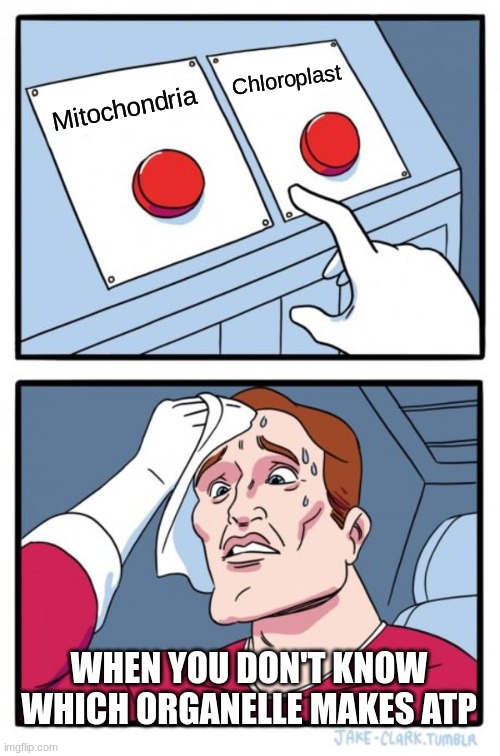 Two Buttons | Chloroplast; Mitochondria; WHEN YOU DON'T KNOW WHICH ORGANELLE MAKES ATP | image tagged in memes,two buttons | made w/ Imgflip meme maker