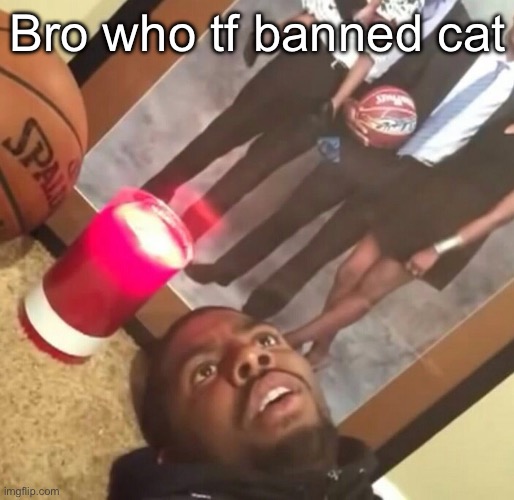 man im dead | Bro who tf banned cat | image tagged in man im dead | made w/ Imgflip meme maker