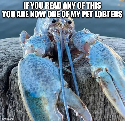 The Blue Lobster | IF YOU READ ANY OF THIS YOU ARE NOW ONE OF MY PET LOBTERS | image tagged in the blue lobster | made w/ Imgflip meme maker