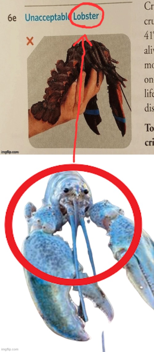 no way | image tagged in hattie the cotton candy blue lobster staring at you | made w/ Imgflip meme maker