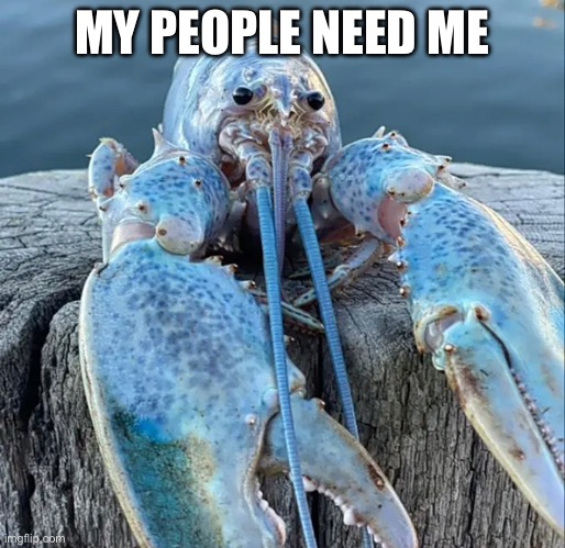 The Blue Lobster | MY PEOPLE NEED ME | image tagged in the blue lobster | made w/ Imgflip meme maker