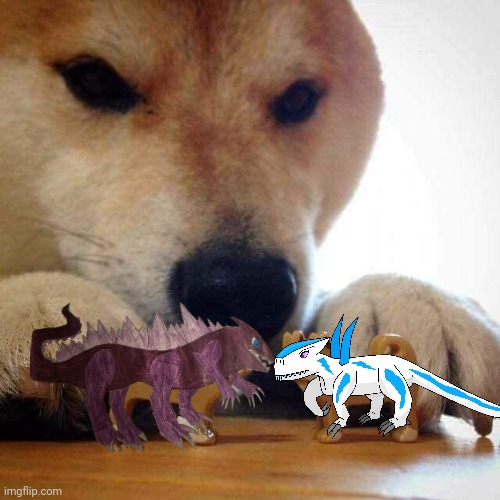 dog now kiss  | image tagged in dog now kiss | made w/ Imgflip meme maker