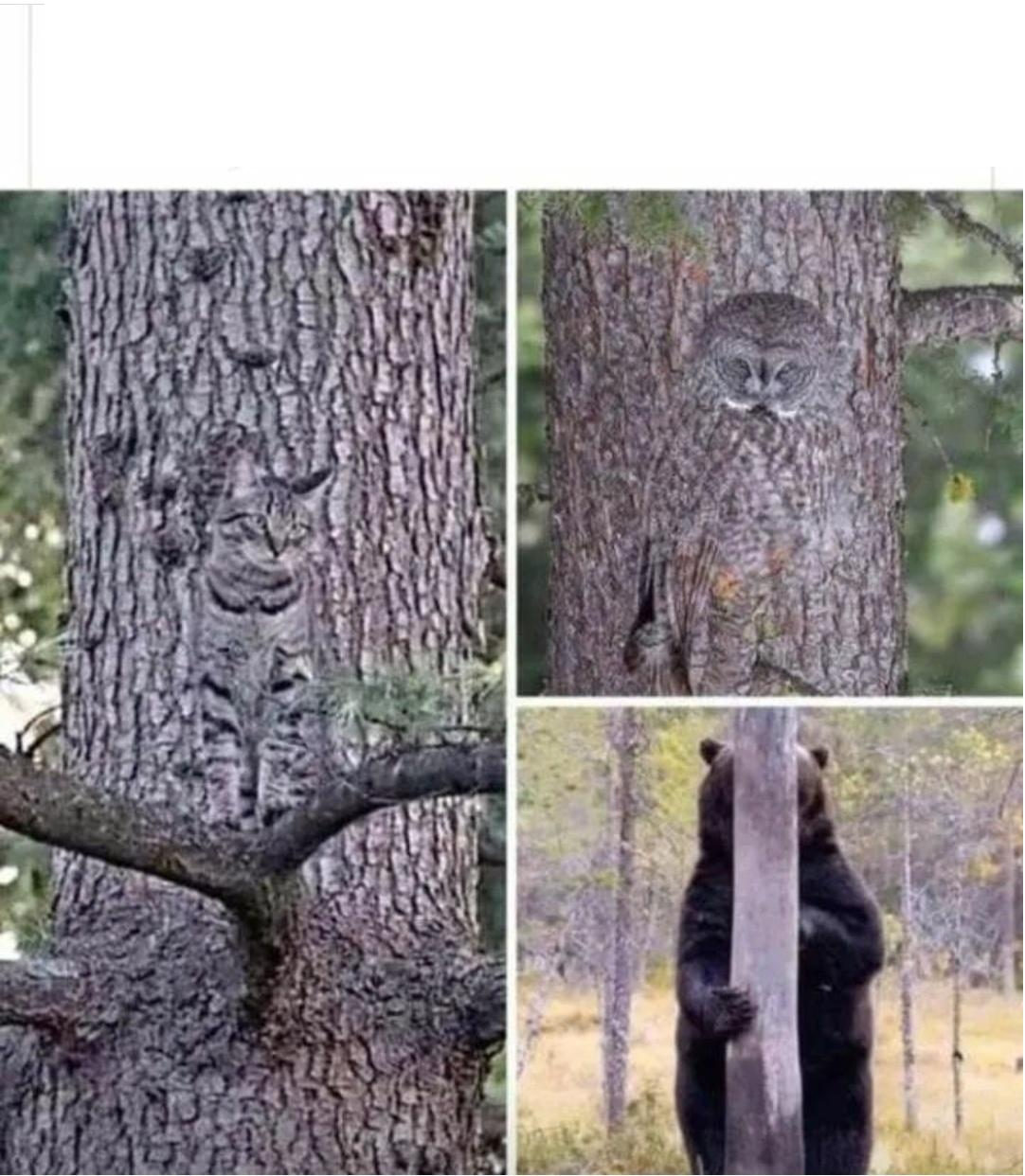 Cat, owl, Bear hiding Blank Meme Template