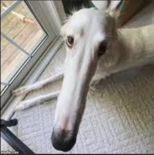 image tagged in borzoi | made w/ Imgflip meme maker